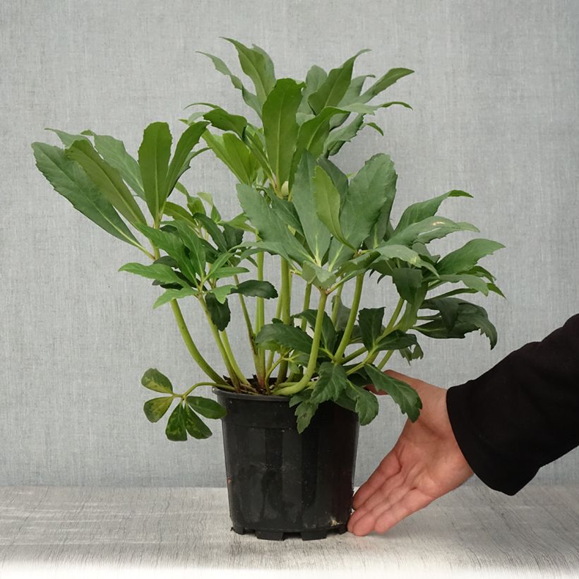 Example of Helleborus niger Vaso da 2L/3L as you get in printemps