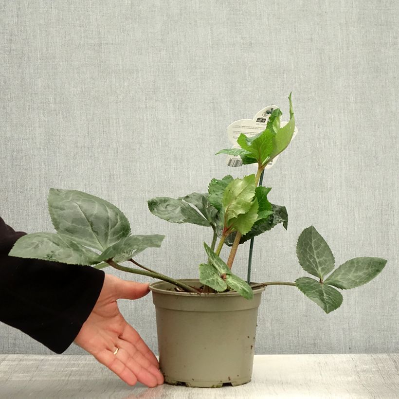 Esemplare di Hellébore oriental ViV Bianca Pot de 2L/3L come consegnato in autunno