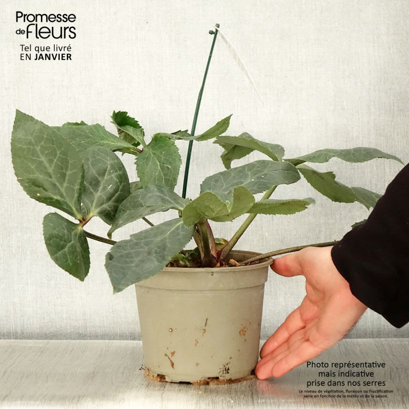 Helleborus ViV Bianca - Elleboro Vaso da 2L/3L esemplare consegnato in inverno