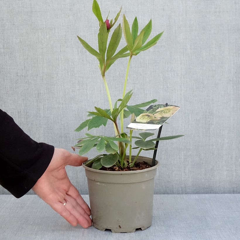 Helleborus Apricot - Elleboro Vaso da 2L/3L esemplare consegnato in primavera