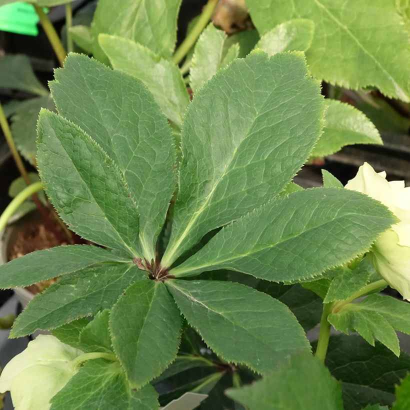 Helleborus Anemone Yellow - Elleboro (Fogliame)