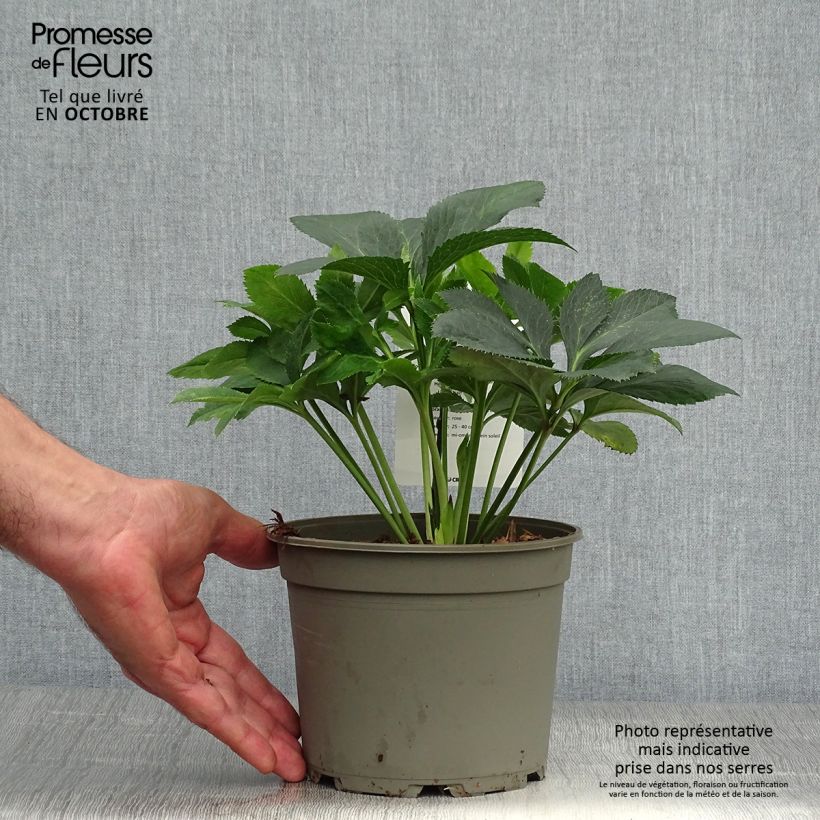 Esemplare di Helleborus Anemone Pink - Elleboro Vaso da 2L/3L come consegnato in autunno