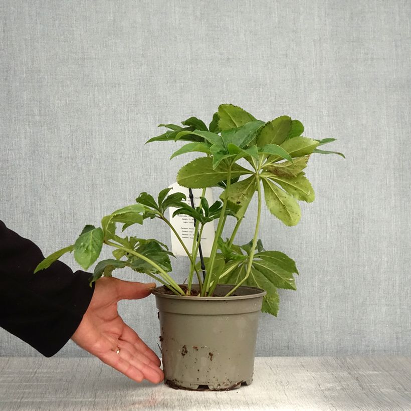 Helleborus Anemone Pink - Elleboro Vaso da 2L/3L esemplare consegnato in primavera