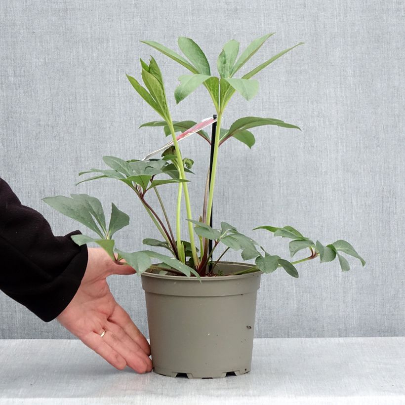 Helleborus Anemone Red - Elleboro Vaso da 2L/3L esemplare consegnato in primavera