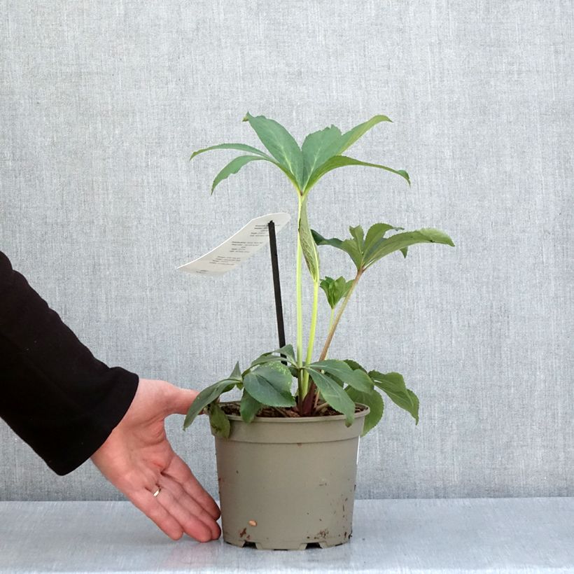 Helleborus White Red Center - Elleboro Vaso da 2L/3L esemplare consegnato in primavera