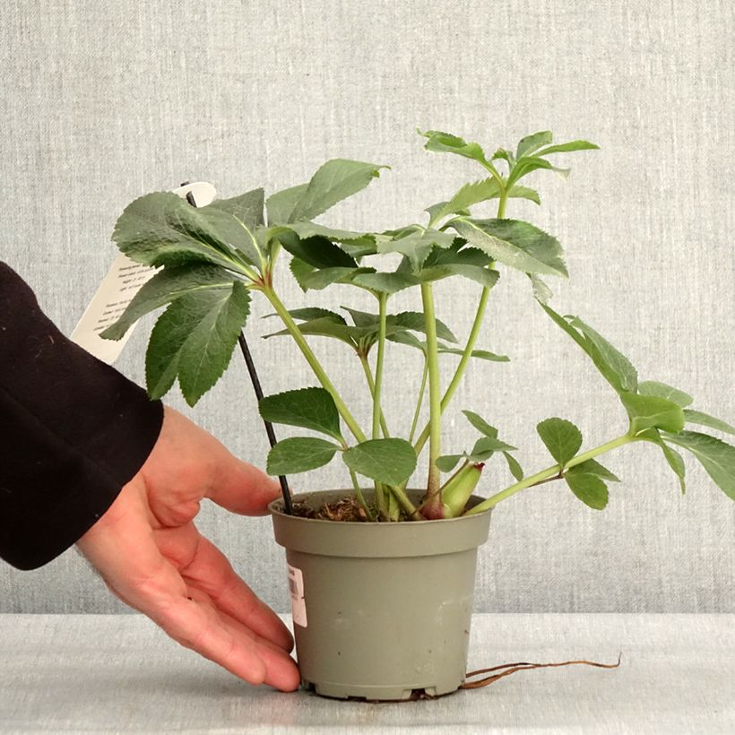 Helleborus White guttatus - Elleboro Vaso da Ø 12 cm / 13 cm esemplare consegnato in inverno