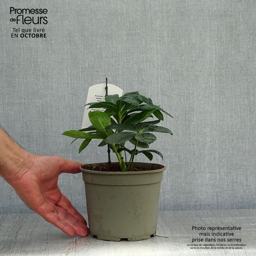 Esemplare di Hellébore orientale Blanc guttatus Pot de 2L/3L come consegnato in autunno