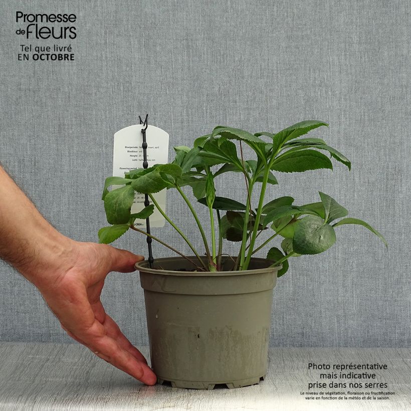 Esemplare di Hellébore orientale Blanc Pot de 2L/3L come consegnato in autunno