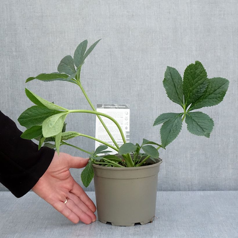 Helleborus Double Aubergine White Edge - Elleboro Vaso da 2L/3L esemplare consegnato in primavera