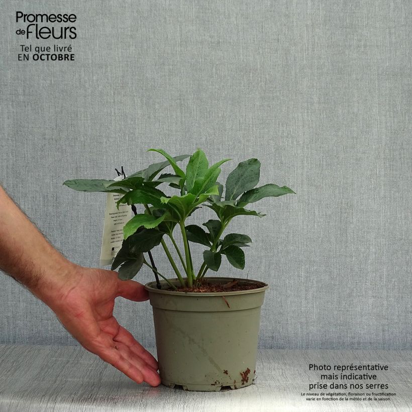 Esemplare di Helleborus Double White Spotted - Elleboro Vaso da 2L/3L come consegnato in autunno