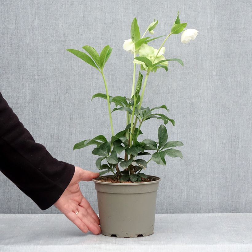 Helleborus Double White - Elleboro Vaso da 2L/3L esemplare consegnato in primavera