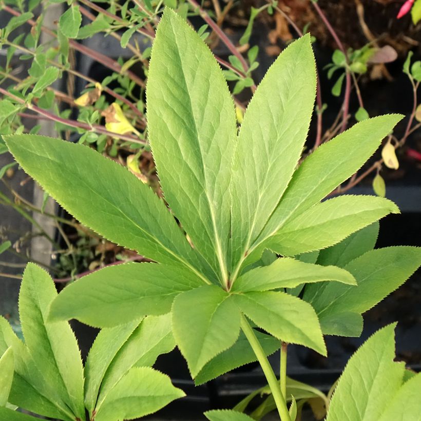 Helleborus Double Yellow - Elleboro (Fogliame)