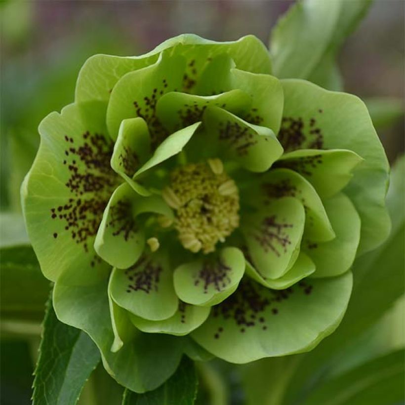 Helleborus Double Green Spotted - Elleboro (Fioritura)