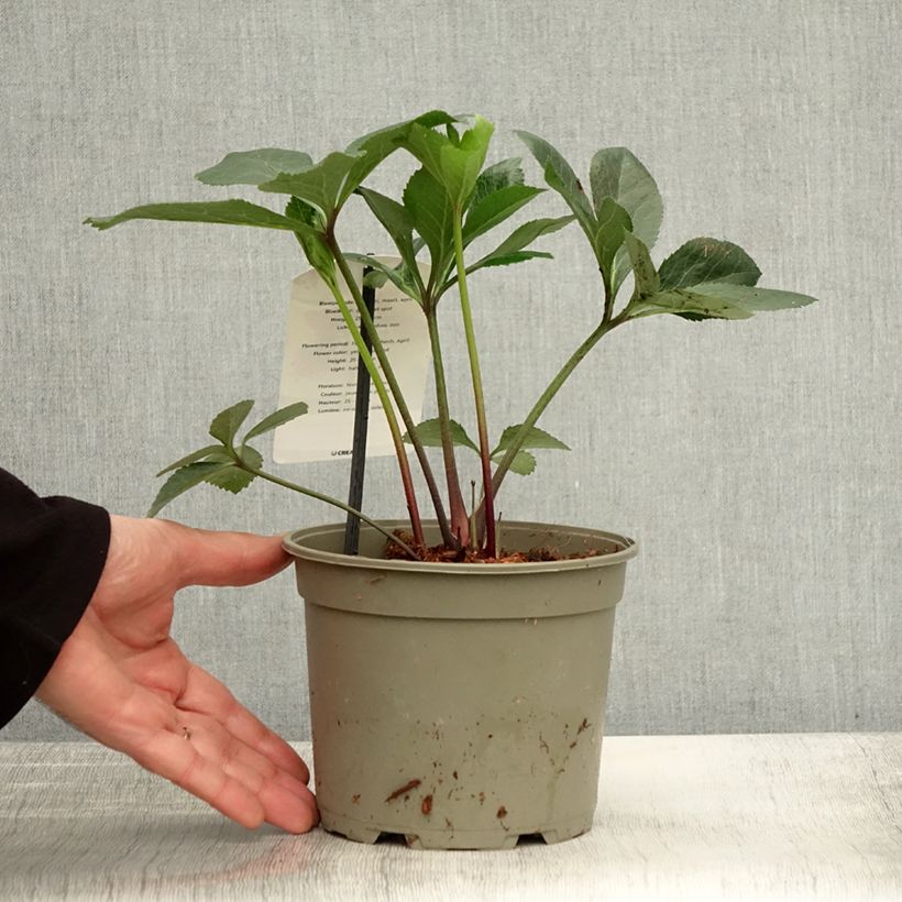 Esemplare di Helleborus Yellow Spotted - Elleboro Vaso da 2L/3L come consegnato in autunno