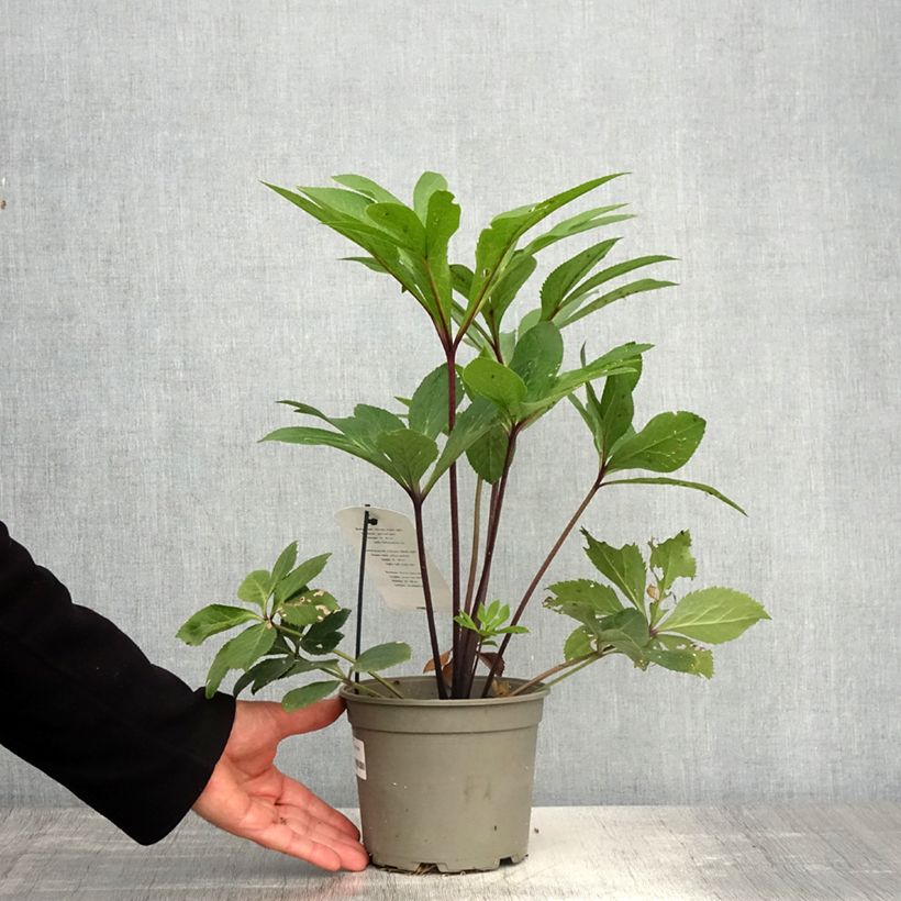 Helleborus Yellow Spotted - Elleboro Vaso da 2L/3L esemplare consegnato in primavera