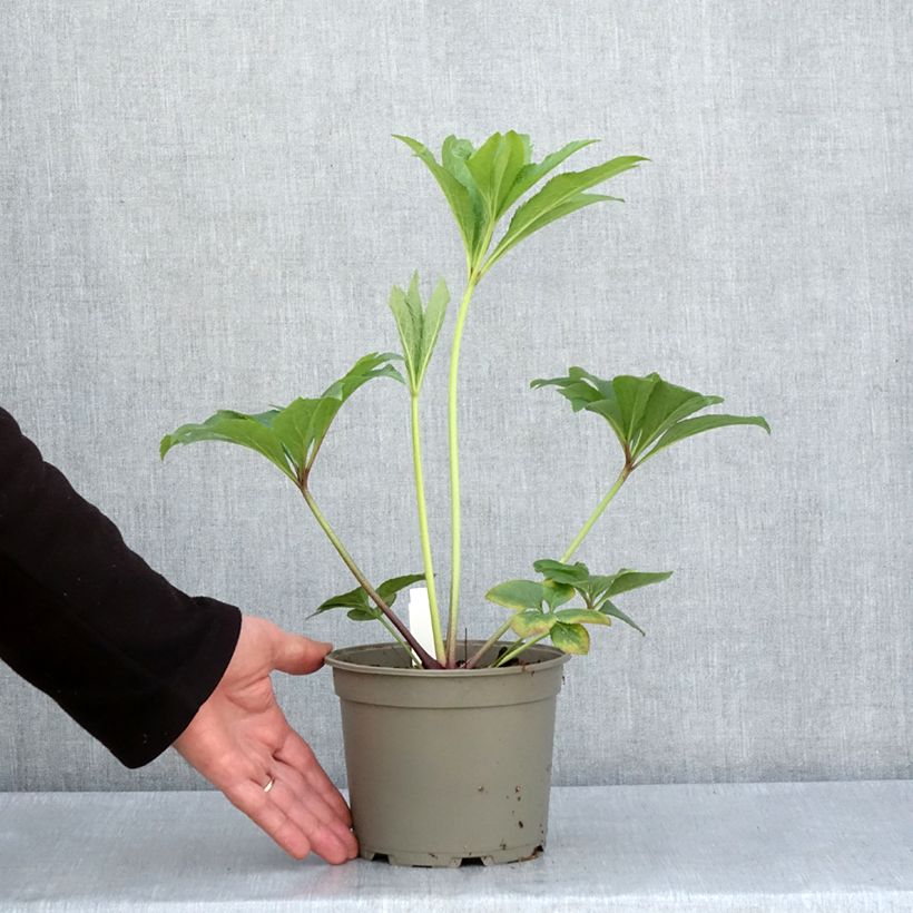 Helleborus Yellow - Elleboro Vaso da 2L/3L esemplare consegnato in primavera