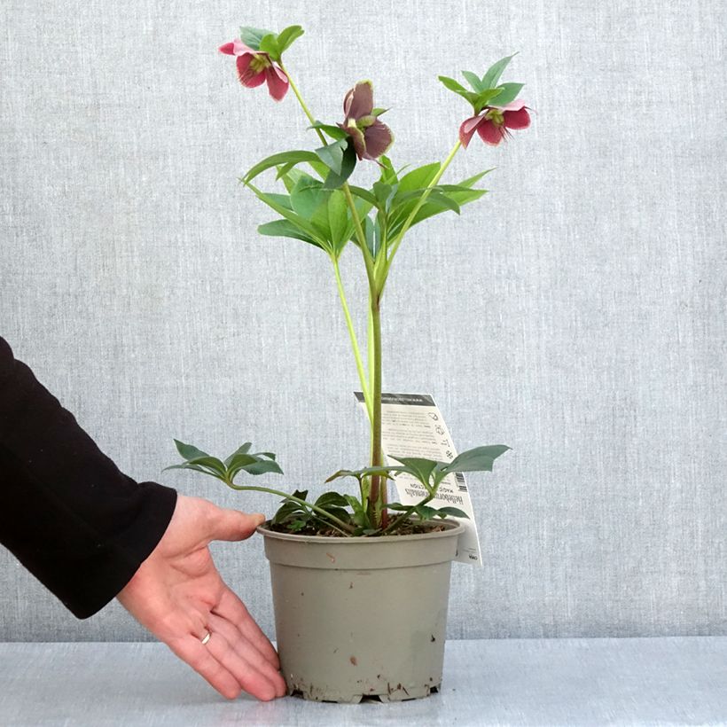 Helleborus Magic Aubergine Liseré - Elleboro Vaso da 2L/3L esemplare consegnato in primavera