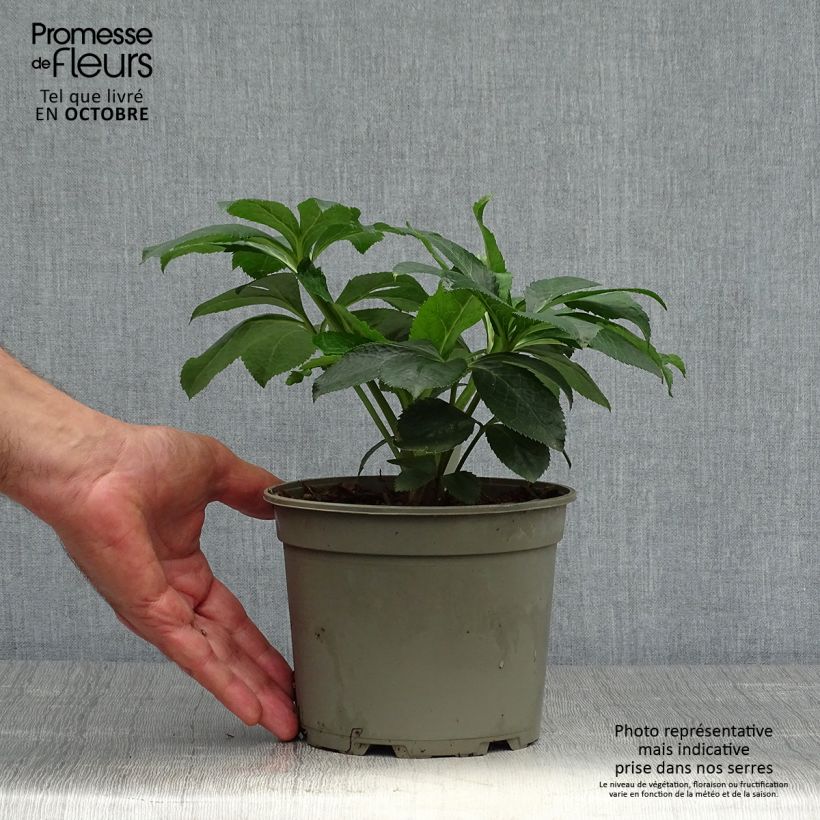 Esemplare di Hellébore orientale Picotee Pot de 2L/3L come consegnato in autunno