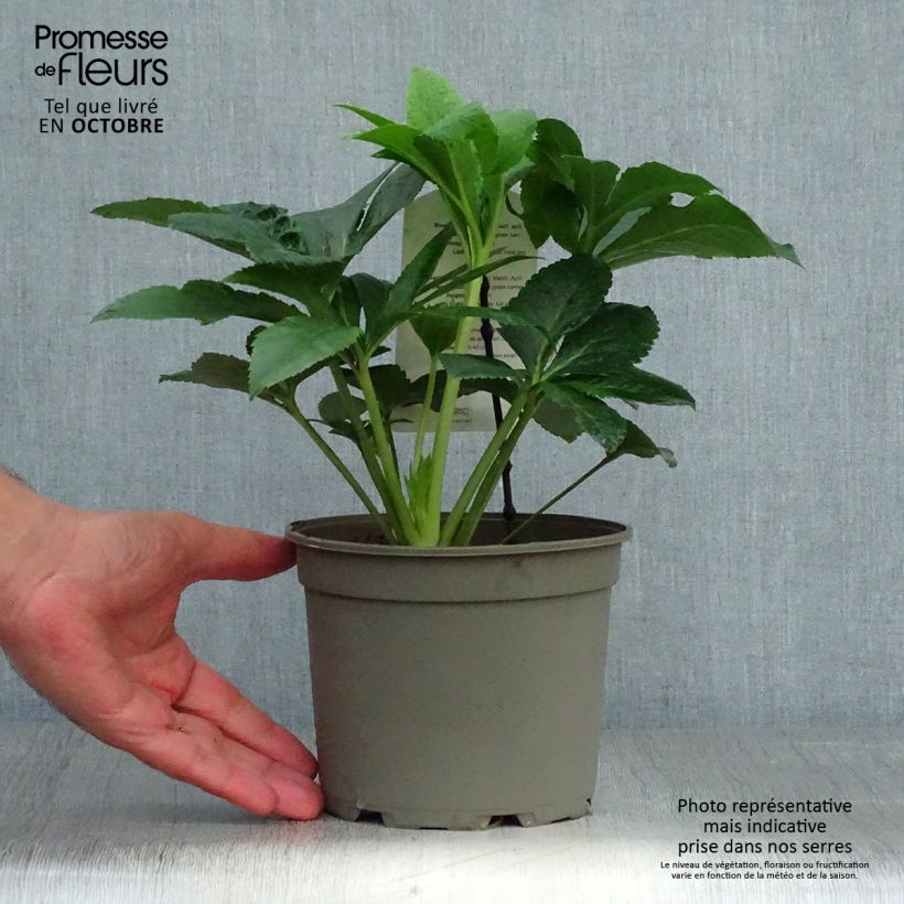 Esemplare di Helleborus Pink Green Centre - Elleboro Vaso da 2L/3L come consegnato in autunno