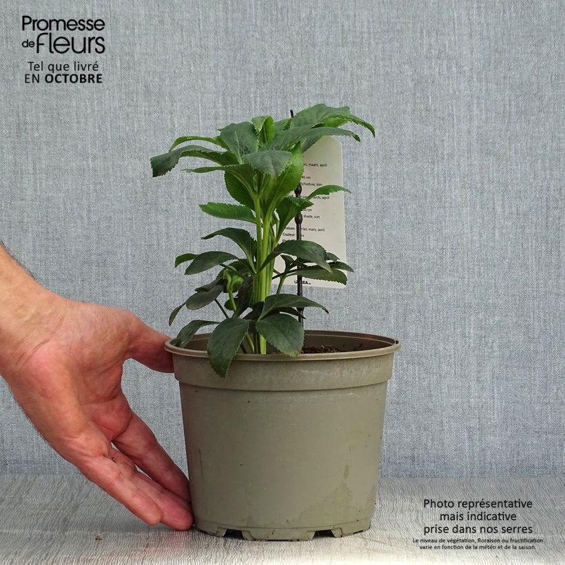 Esemplare di Hellébore orientale Slaty Blue Pot de 2L/3L come consegnato in autunno