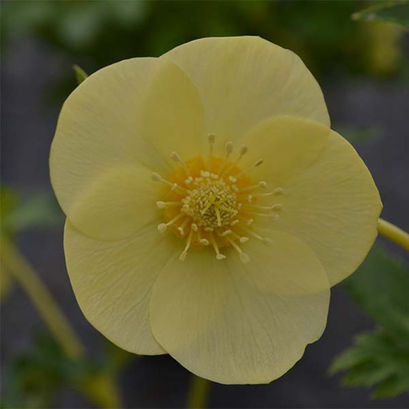 Helleborus Super Yellow - Elleboro (Fioritura)
