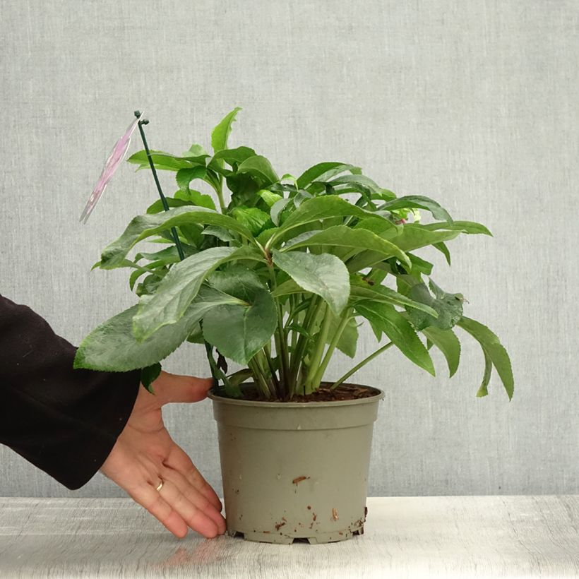 Esemplare di Hellébore orientale ViV Ariana Pot de 2L/3L come consegnato in autunno