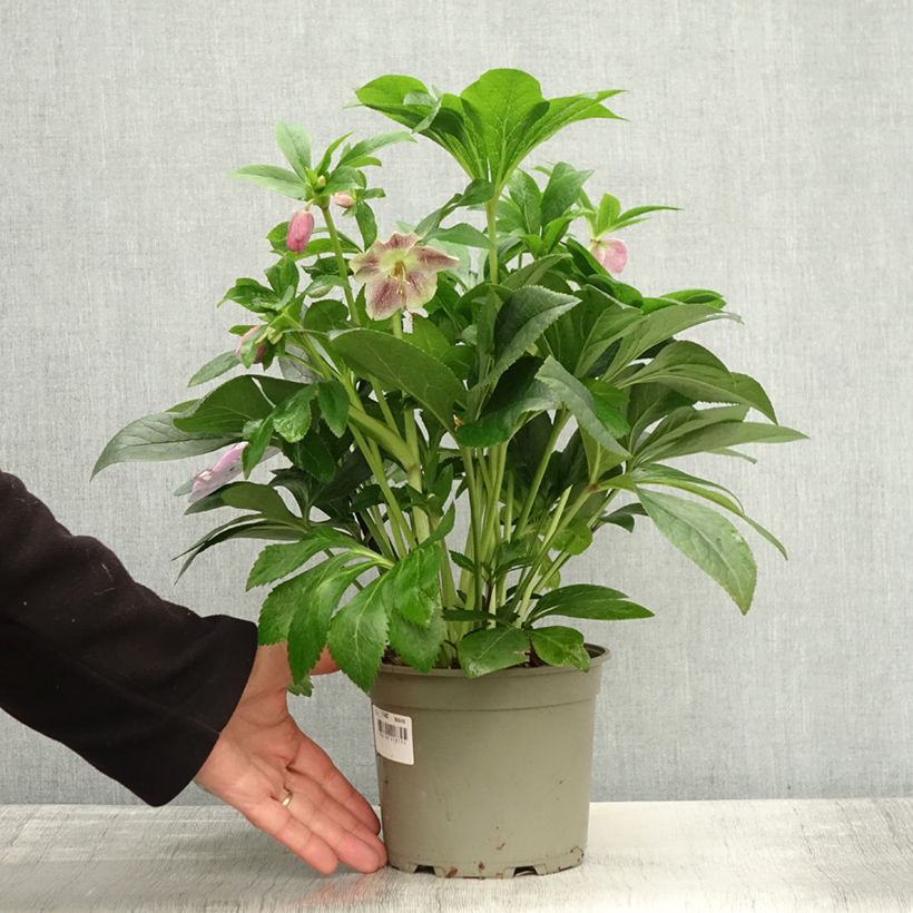 Esemplare di Hellébore orientale ViV Batista Pot de 2L/3L come consegnato in autunno