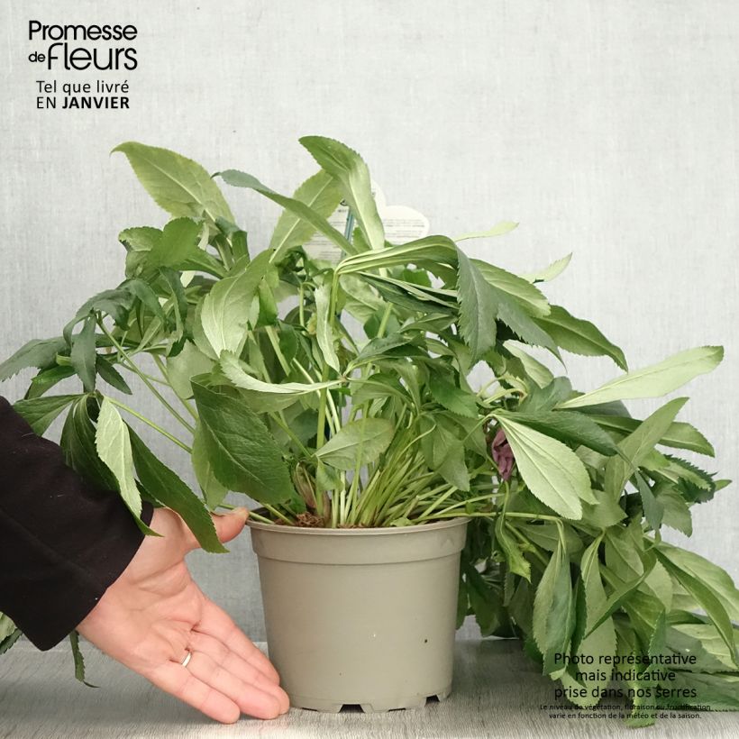 Helleborus ViV Batista - Elleboro Vaso da 2L/3L esemplare consegnato in inverno