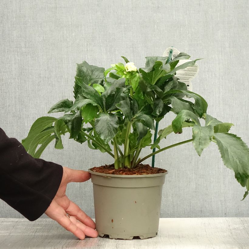 Esemplare di Helleborus ViV Benedetta - Elleboro Vaso da 2L/3L come consegnato in autunno
