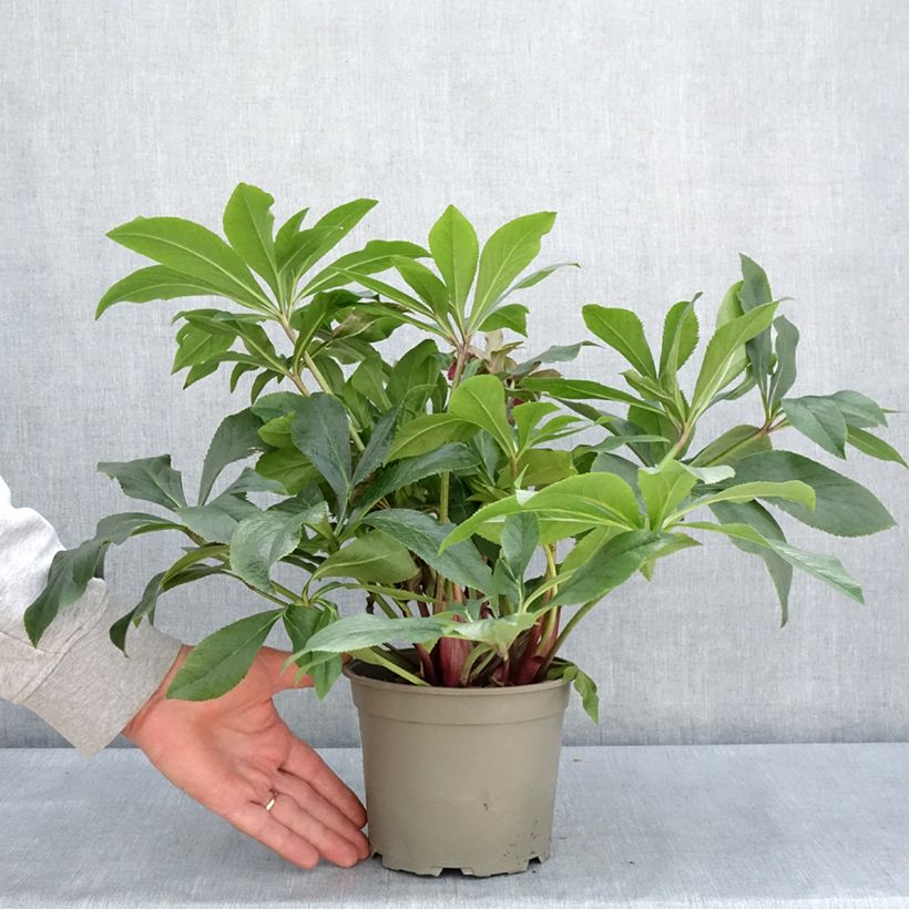 Helleborus ViV Carlotta - Elleboro Vaso da 2L/3L esemplare consegnato in primavera