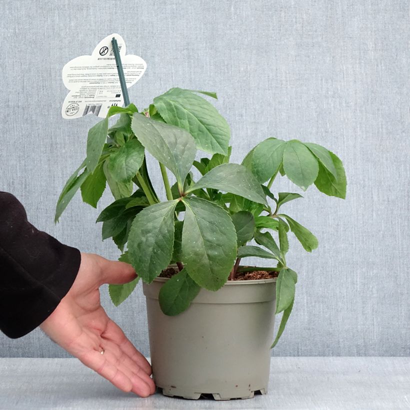Helleborus ViV Cinzia - Elleboro Vaso da 2L/3L esemplare consegnato in inverno