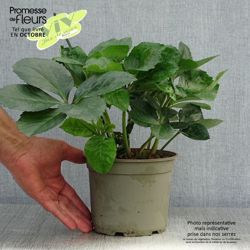 Esemplare di Hellebore orientale ViV Diana Pot de 2L/3L come consegnato in autunno