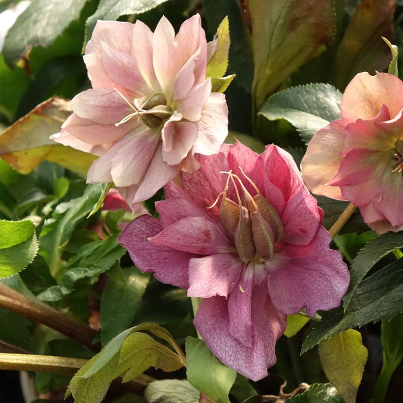 Helleborus ViV Elena - Elleboro (Fogliame)