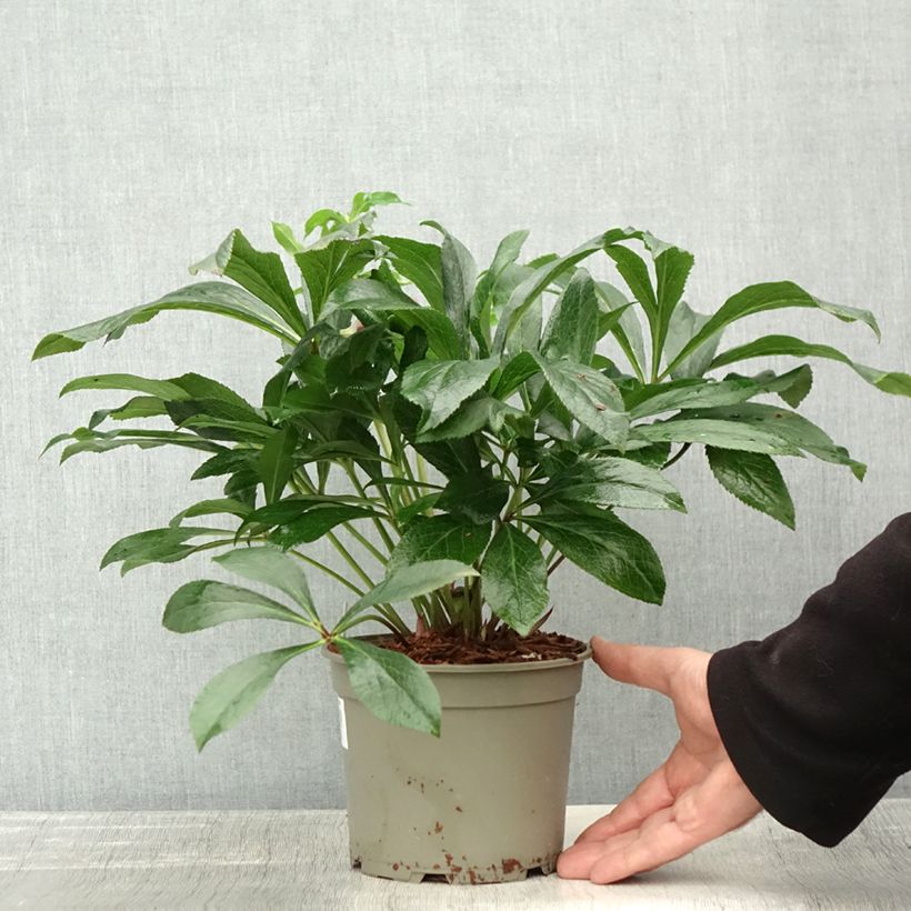 Esemplare di Hellébore orientale ViV Eleonora Pot de 2L/3L come consegnato in autunno