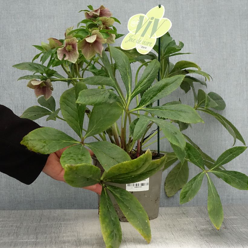 Helleborus ViV Eloisa - Elleboro Vaso da 2L/3L esemplare consegnato in primavera