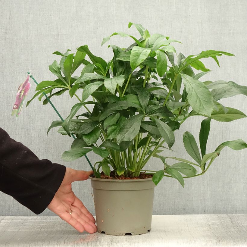 Esemplare di Hellébore orientale ViV Elsa Pot de 2L/3L come consegnato in autunno
