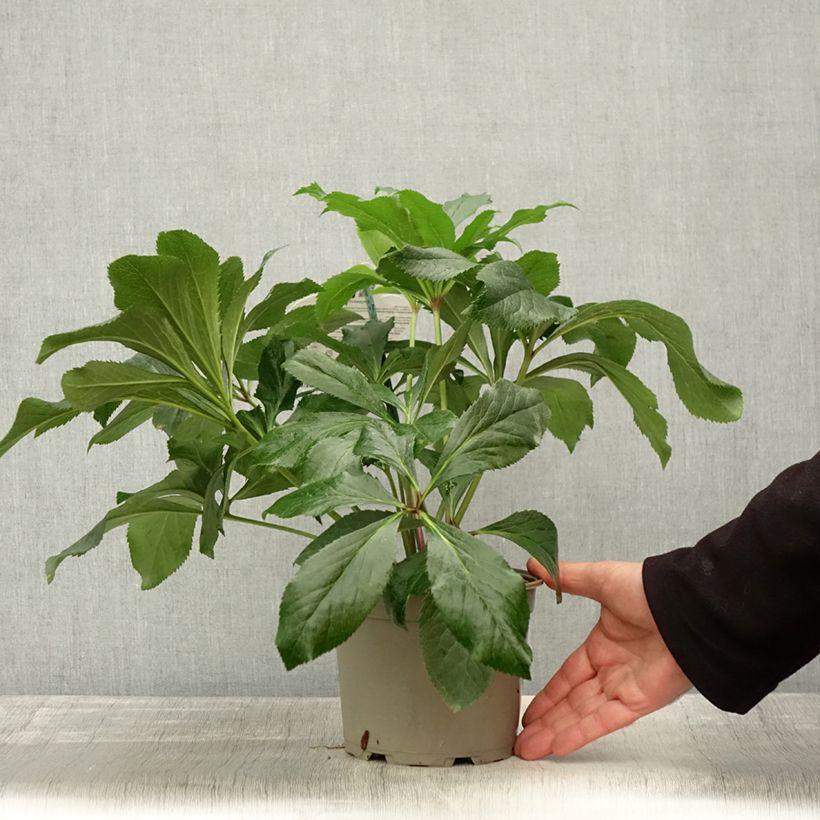 Esemplare di Hellébore orientale ViV Fiorentina Pot de 2L/3L come consegnato in autunno