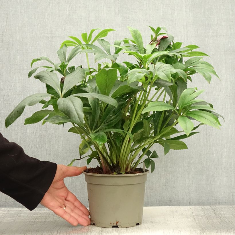 Esemplare di Hellébore orientale ViV Liliana Pot de 2L/3L come consegnato in autunno