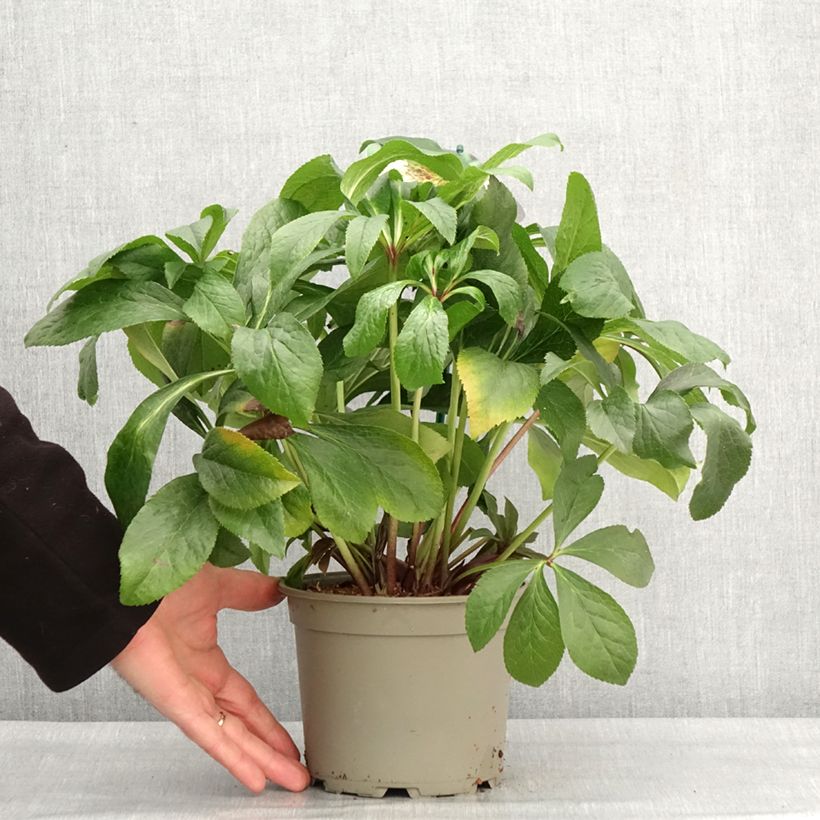 Helleborus ViV Lucrezia - Elleboro Vaso da 2L/3L esemplare consegnato in inverno