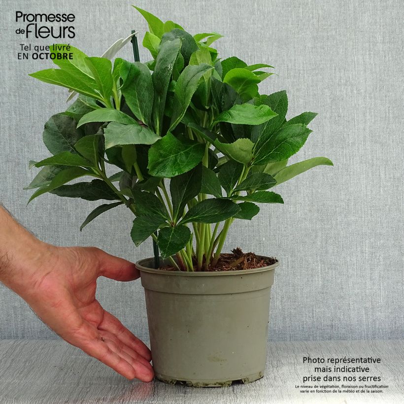Esemplare di Hellebore orientale ViV Luisa - Helleborus orientalis  Pot de 2L/3L come consegnato in autunno