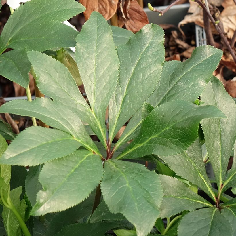Helleborus Luisa - Elleboro (Fogliame)
