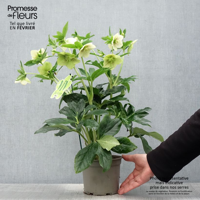 Helleborus ViV Maeva - Elleboro Vaso da 2L/3L esemplare consegnato in inverno