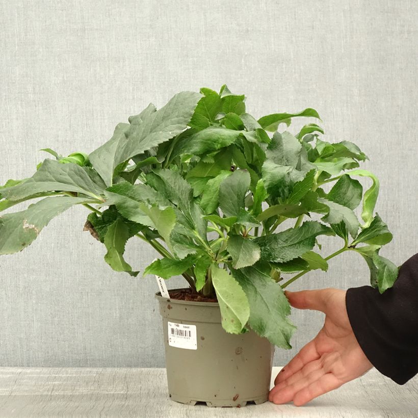 Esemplare di Helleborus ViV Micaela - Elleboro Vaso da 2L/3L come consegnato in autunno