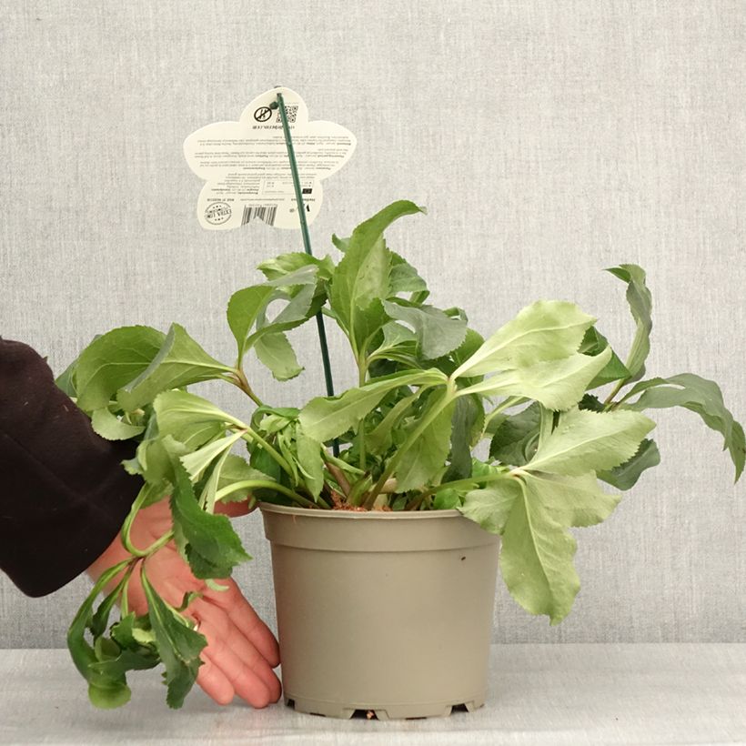 Helleborus ViV Micaela - Elleboro Vaso da 2L/3L esemplare consegnato in inverno