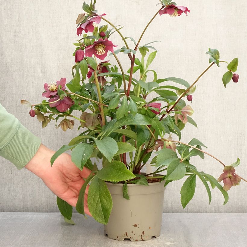 Helleborus ViV Milana - Elleboro Vaso da 2L/3L esemplare consegnato in inverno