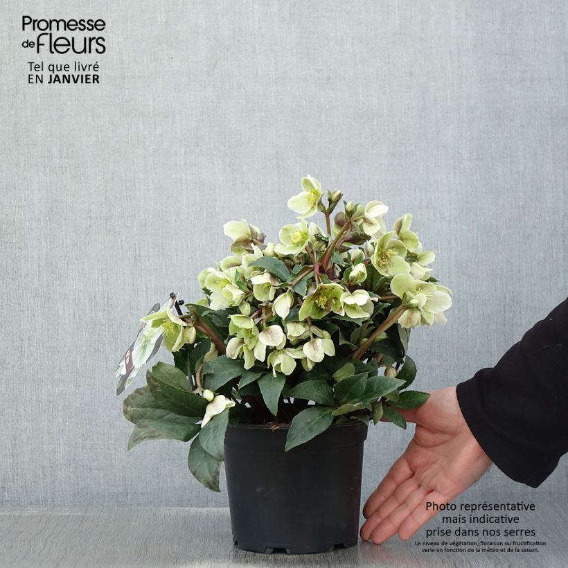 Hellébore oriental ViV Olivia Pot de 1L/1,5L esemplare consegnato in inverno