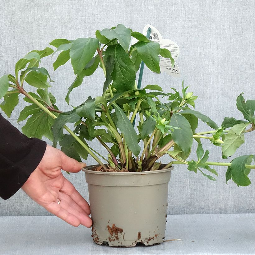 Helleborus ViV Rosa - Elleboro Vaso da 2L/3L esemplare consegnato in primavera