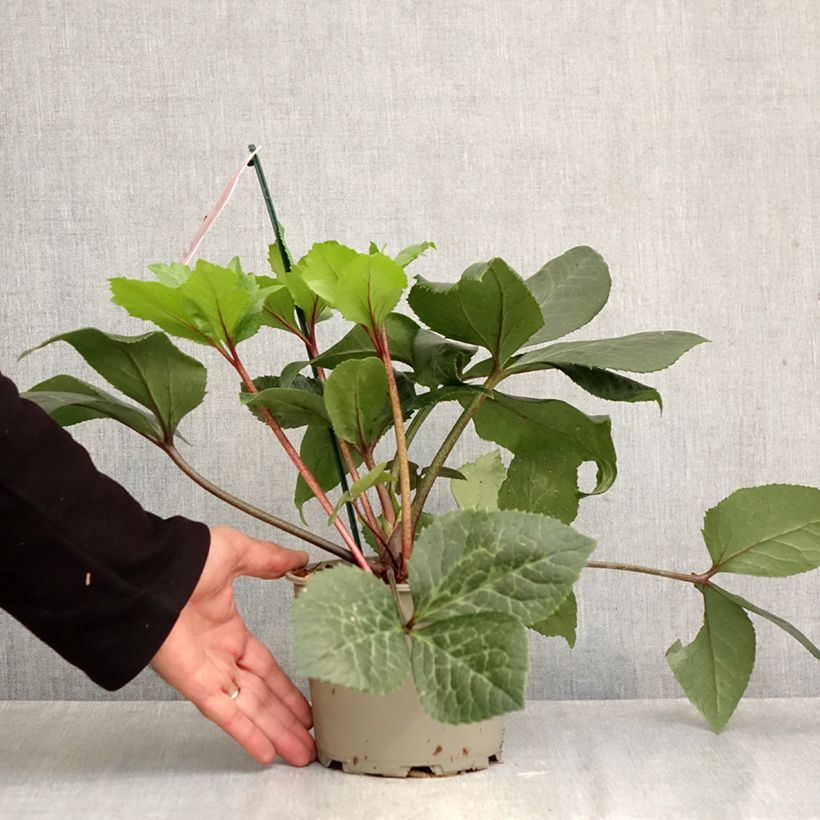 Esemplare di Helleborus ViV Scarletta - Elleboro Vaso da 2L/3L come consegnato in autunno