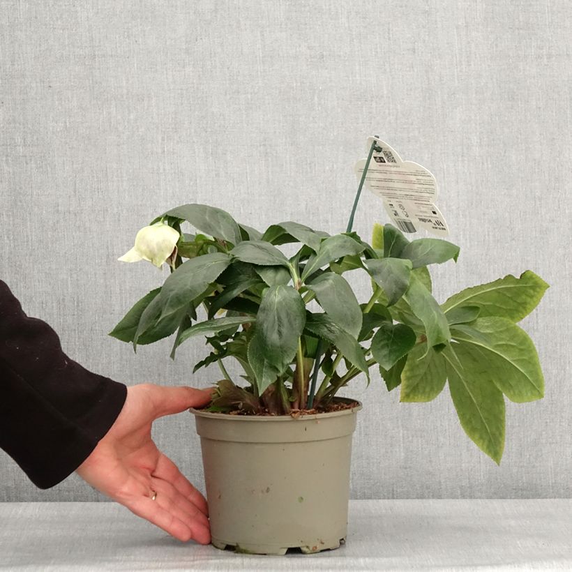 Helleborus ViV Serafina - Elleboro Vaso da 2L/3L esemplare consegnato in inverno