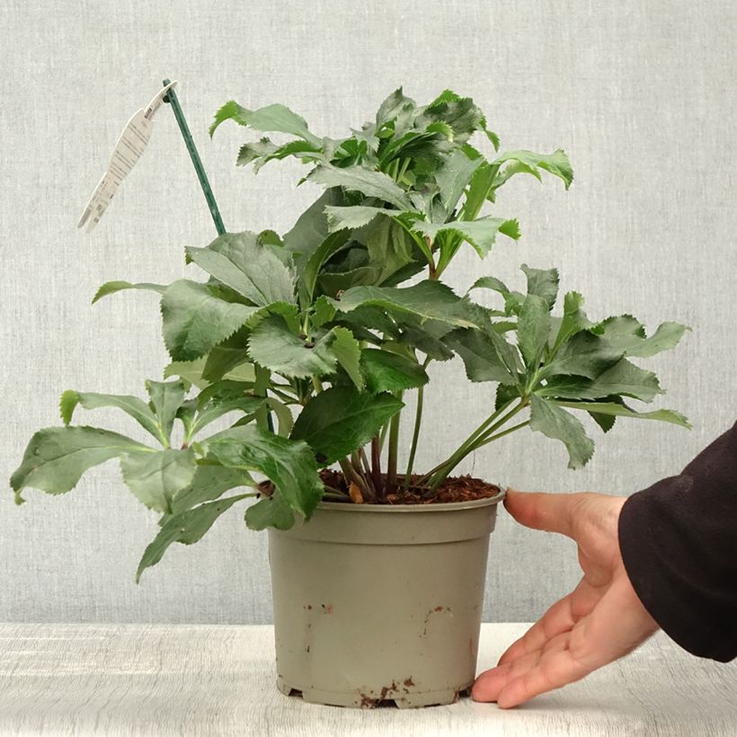 Esemplare di Hellébore orientale ViV Stefania Pot de 2L/3L come consegnato in autunno